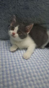 ブリティッシュショートヘア【東京都・男の子・2018年4月12日・ブルー&ホワイト】の写真「父グランドチャンピョン・小ぶり予想」