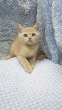 ブリティッシュショートヘア【東京都・男の子・2018年6月5日・クリーム】の写真「父グランドチャンピョン・小ぶり予想」