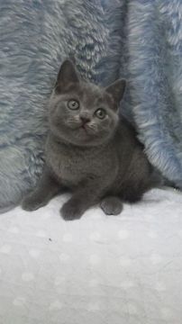 ブリティッシュショートヘア【東京都・女の子・2018年4月17日・ブルー】の写真「父ＩＣＣグランドチャンピョン」