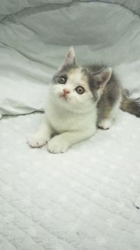 ブリティッシュショートヘア【東京都・女の子・2017年12月16日・ダイリュートキャリコ】の写真「父グランドチャンピョン」