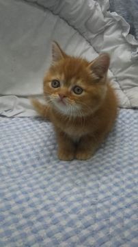 スコティッシュフォールド(立ち耳)【東京都・男の子・2018年1月10日・レッドタビー】の写真「小ぶり予想・父スコティッシュ・母ブリティッシュ」