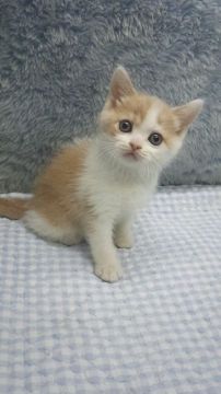 ブリティッシュショートヘア【東京都・男の子・2019年3月28日・クリーム&ホワイト】の写真「小ぶり予想」