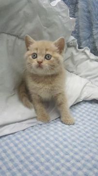 ブリティッシュショートヘア【東京都・男の子・2018年1月31日・クリーム】の写真「小ぶり予想」