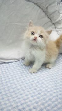 ブリティッシュショートヘア【東京都・男の子・2018年2月21日・クリーム&ホワイト（セミロング）】の写真「父グランドチャンピョン」