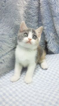 ブリティッシュショートヘア【東京都・女の子・2018年5月28日・ダイリュートキャリコ】の写真「父ＩＣＣグランドチャンピョン」