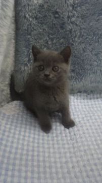 ブリティッシュショートヘア【東京都・男の子・2019年4月16日・ブルー】の写真「小ぶり予想」