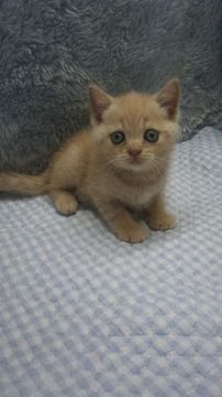 ブリティッシュショートヘア【東京都・男の子・2019年5月24日・クリーム】の写真「小ぶり予想」