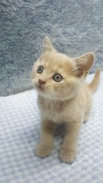 ブリティッシュショートヘア【東京都・男の子・2019年4月16日・クリーム】の写真「小ぶり予想」