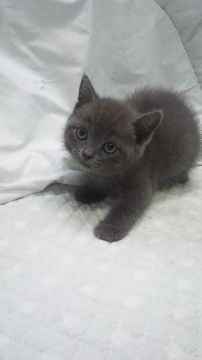 ブリティッシュショートヘア【東京都・男の子・2018年6月3日・ブルー】の写真「小ぶり予想・父グランドチャンピョン」