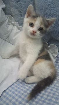 ブリティッシュショートヘア【東京都・女の子・2016年11月15日・ダイリュートキャリコ】の写真「父ICCグランドチャンピョン」