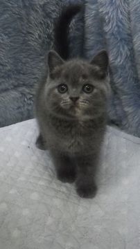 ブリティッシュショートヘア【東京都・女の子・2018年4月17日・ブルークリーム】の写真「父ＩＣＣグランドチャンピョン」