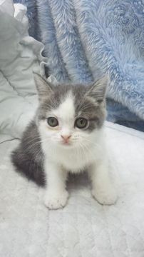 ブリティッシュショートヘア【東京都・女の子・2018年6月3日・ブルー&ホワイト】の写真「小ぶり予想・父グランドチャンピョン」