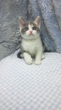 ブリティッシュショートヘア【東京都・女の子・2018年6月19日・ダイリュートキャリコ】の写真「父ＩＣＣグランドチャンピョン」