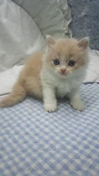 ブリティッシュショートヘア【東京都・男の子・2017年8月24日・クリーム&ホワイト（セミロング）】の写真「父グランドチャンピョン」