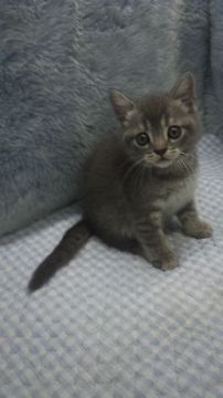 ブリティッシュショートヘア【東京都・女の子・2019年4月7日・ブルータビー&ホワイト】の写真「小ぶり予想」