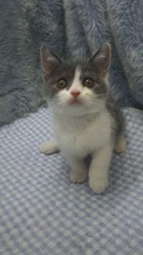 ブリティッシュショートヘア【東京都・女の子・2018年4月12日・ブルー&ホワイト】の写真「父グランドチャンピョン・小ぶり予想」