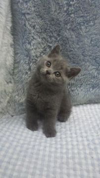 ブリティッシュショートヘア【東京都・女の子・2019年4月5日・ブルー】の写真「小ぶり予想」