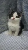 スコティッシュフォールド(立ち耳)【東京都・女の子・2018年10月30日・ブラック&ホワイト】の写真1