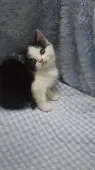 スコティッシュフォールド(立ち耳)【東京都・女の子・2018年10月30日・ブラック&ホワイト】の写真2