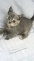 ブリティッシュショートヘア【東京都・女の子・2013年3月22日・ブルークリーム】の写真3