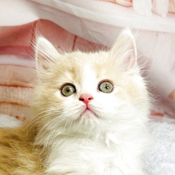 ブリティッシュロングヘア【東京都・男の子・2025年6月30日・クリーム&ホワイト】の写真「人懐こくて　甘えん坊の男の子」