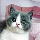 ブリティッシュショートヘア