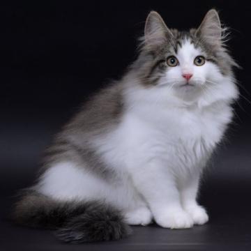 ノルウェージャンフォレストキャット【東京都・男の子・2022年9月5日・ブラウンマッカレルタビーアンドホワイト（長毛種）】の写真「キャットショータイプ美しい目を持つ温厚な子猫です。」