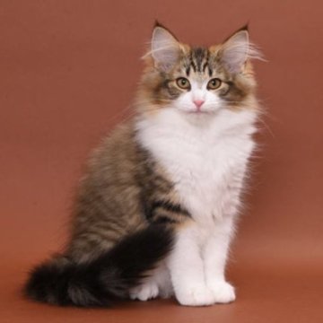 ノルウェージャンフォレストキャット【東京都・女の子・2024年10月12日・ブラウンマッカレルタビー&ホワイト（長毛種）】の写真「身体が大きく毛量の多いハイグレードな子猫です。」