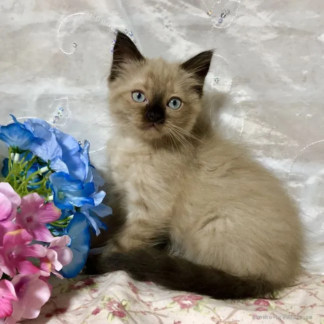 ID:1906-00112の子猫