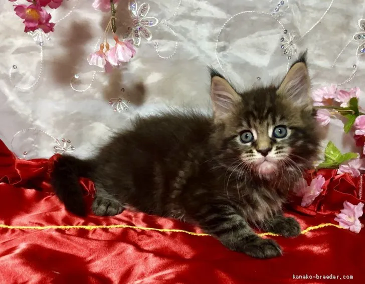 ID:1904-00310の子猫
