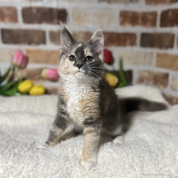ID：2404-01753の子猫