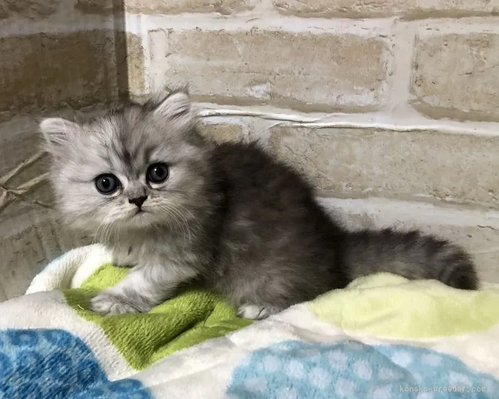 ID：1809-00932の子猫