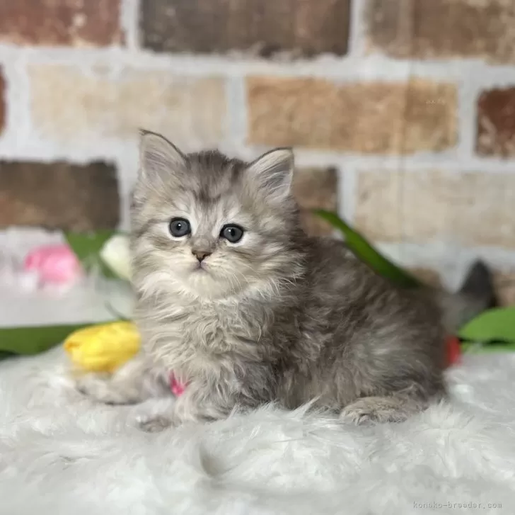 N.M 様のお迎えした子猫