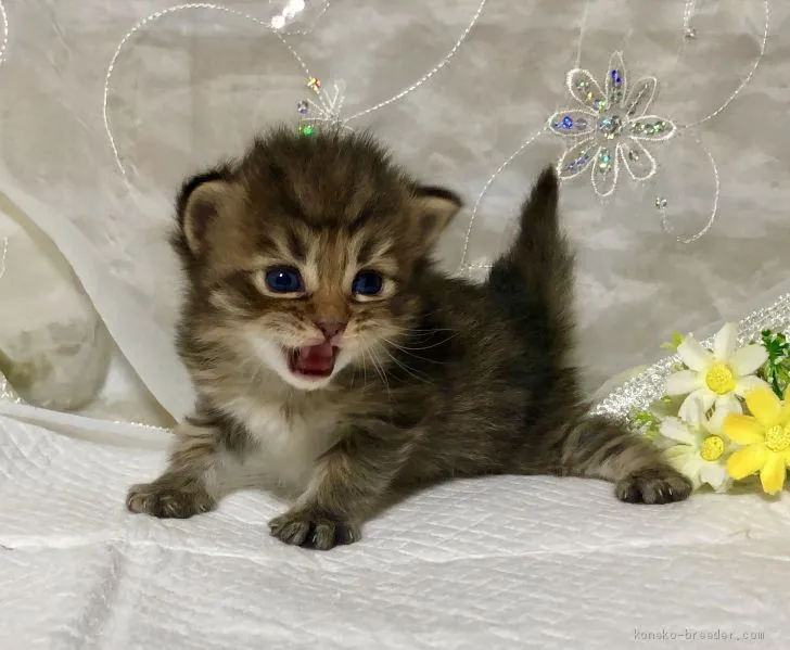 ID：1904-02085の子猫