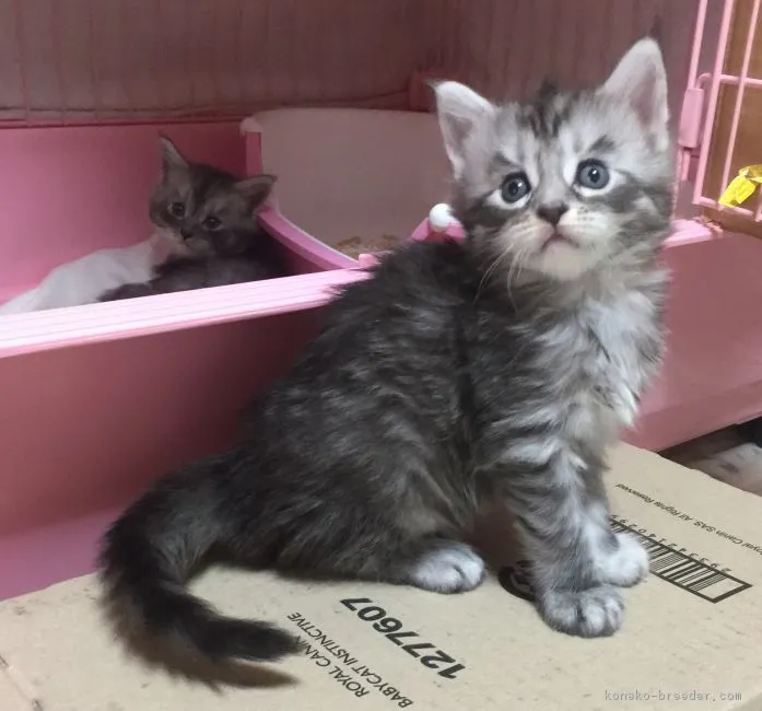 ID：1706-00498の子猫