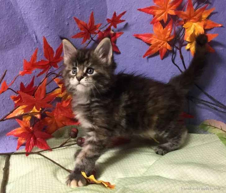 ID:1711-00464の子猫