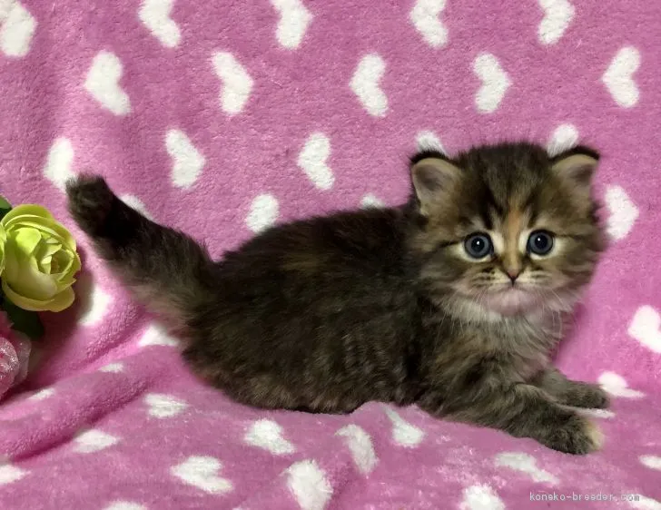 ID：2001-01310の子猫