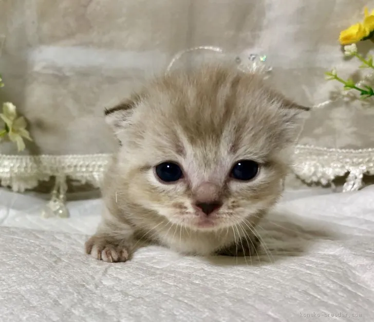 ID:1904-01469の子猫