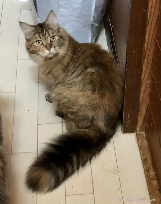ID:2012-01409の子猫