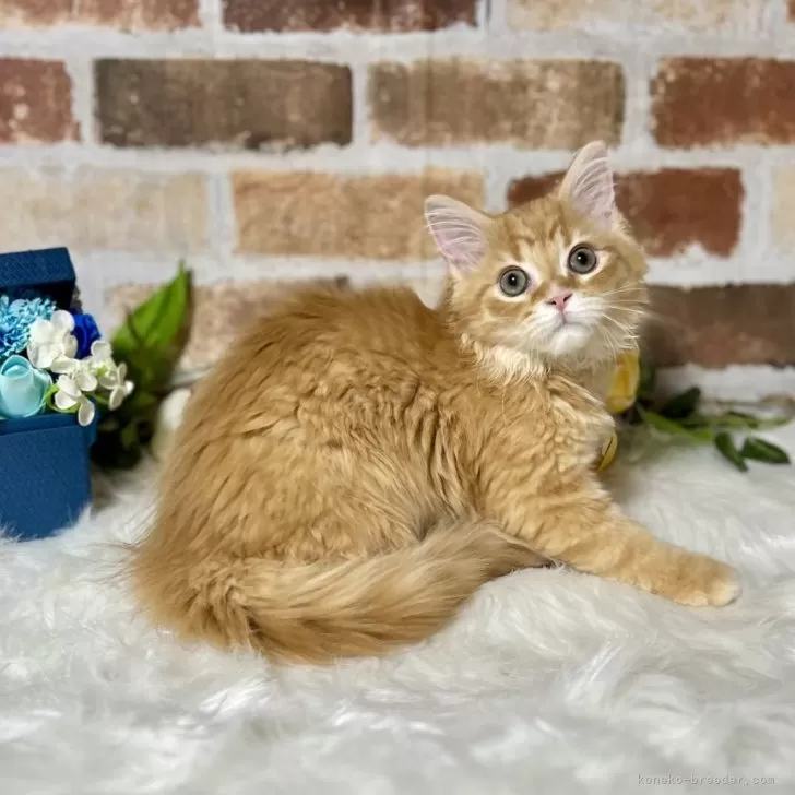 ID：2404-03175の子猫