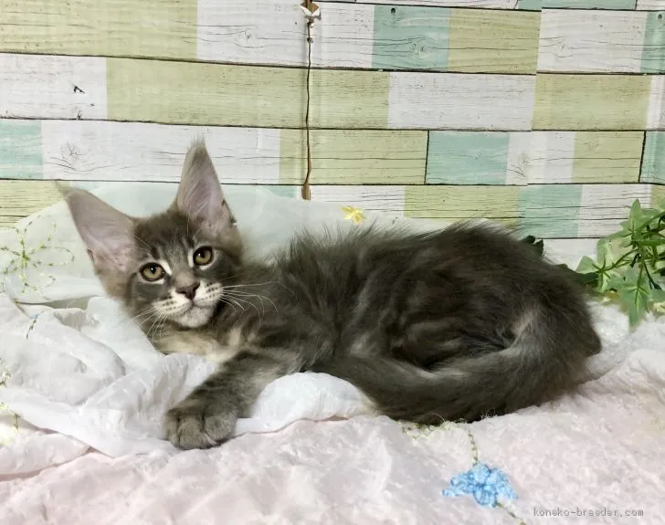 ID：2003-01684の子猫