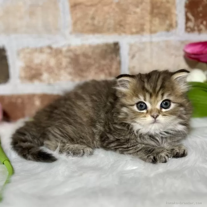 ID：2403-02121の子猫