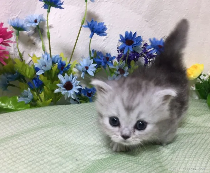 響 様のお迎えした子猫