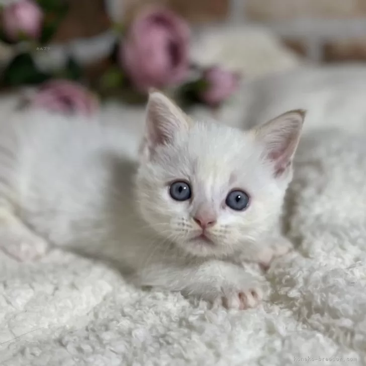 シュウサク 様のお迎えした子猫