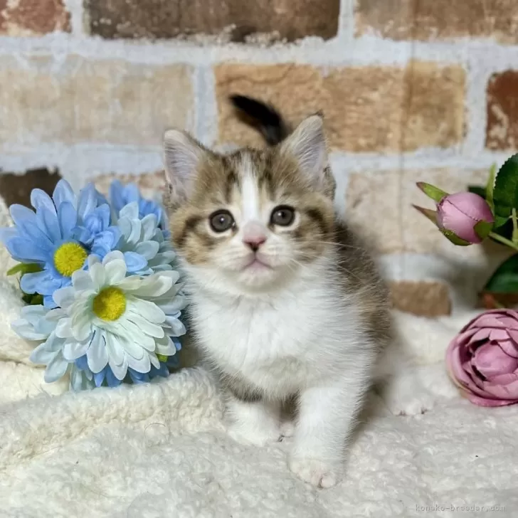 A.M 様のお迎えした子猫