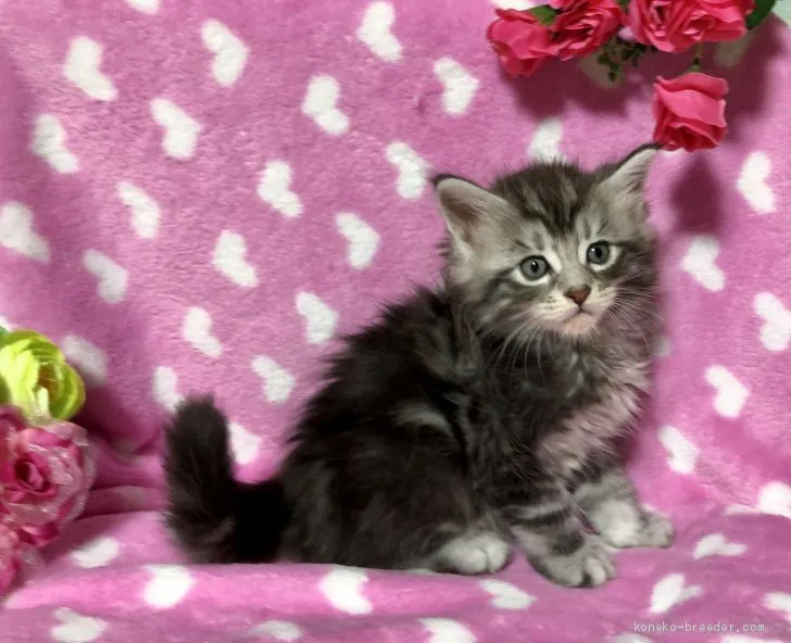 ID：2001-00303の子猫