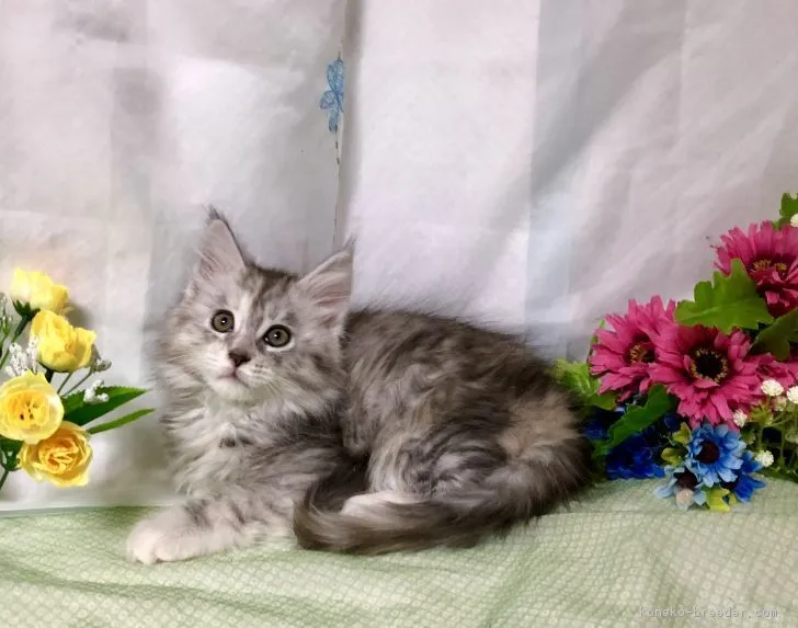 ID：1710-01081の子猫