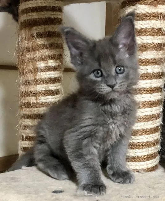 ID:2110-01720の子猫