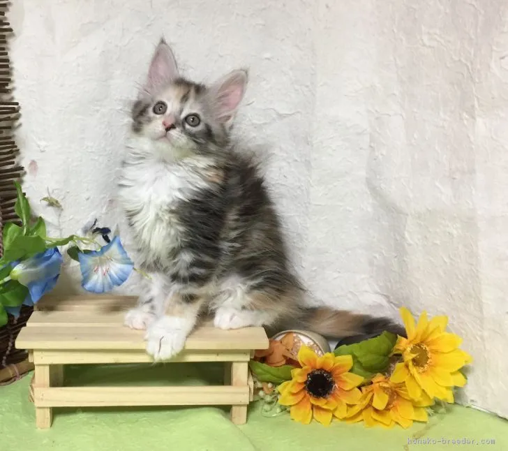 ID：1708-00134の子猫