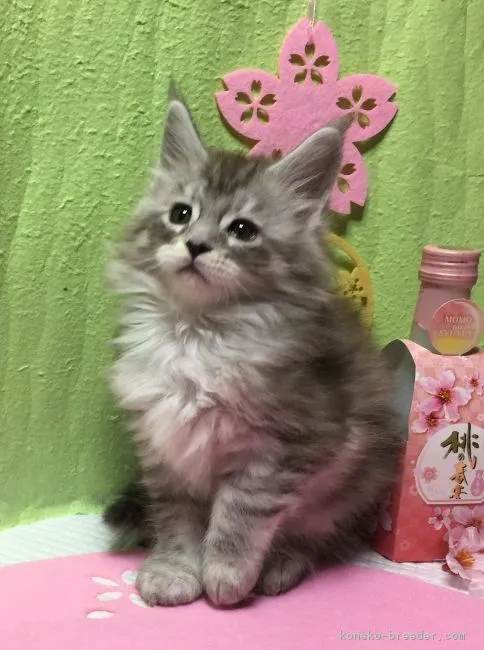 ID：1703-00037の子猫